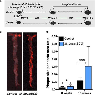 Mycobacterium bovis Bacille-Calmette-Guérin Infection Aggravates Atherosclerosis 